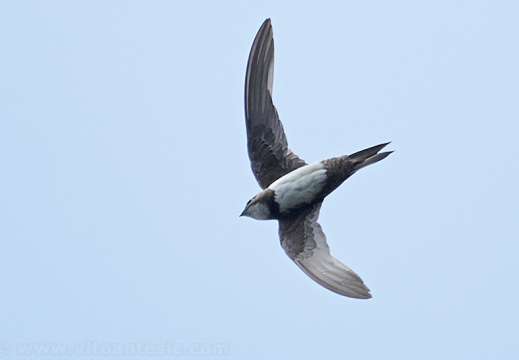 Ptice-Birds